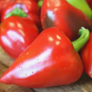 Pimento Elite Sweet Pepper Live Plants - 3-Pack, Ready to Plant - Image 1