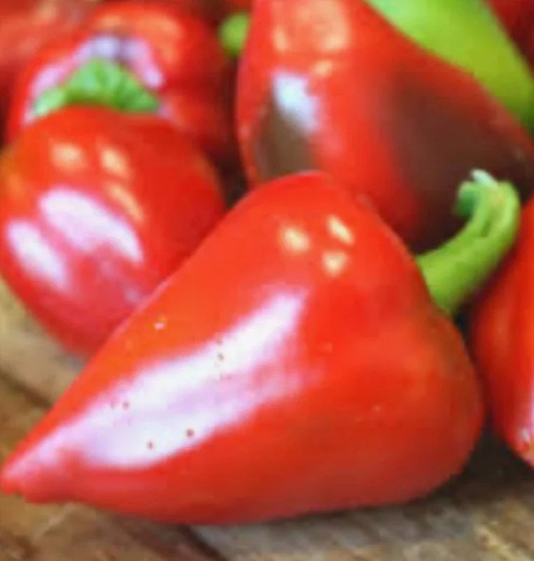 Pimento Elite Sweet Pepper Live Plants - 3-Pack, Ready to Plant - Image 1