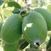 Pineapple Guava Live Plant – 18-22in Tall – 1 Gallon Pot – Outdoor Shrub - Image 1