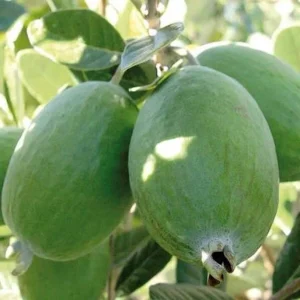 Pineapple Guava Live Plant – 18-22in Tall – 1 Gallon Pot – Outdoor Shrub - Image 1