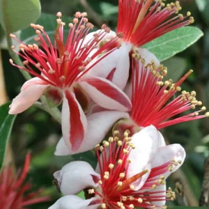 Pineapple Guava Live Plant - Feijoa Sellowiana - 12-16 inch Half Gallon Pot - Outdoor Shrub - Image 2