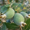 Pineapple Guava Live Plant - Feijoa Sellowiana - 12-16 inch Half Gallon Pot - Outdoor Shrub - Image 1