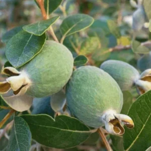 Pineapple Guava Live Plant - Feijoa Sellowiana - 12-16 inch Half Gallon Pot - Outdoor Shrub - Image 1