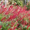 Pineapple Sage Live Plant - Salvia Elegans - 6 Inch Tall - Perennial - Image 1