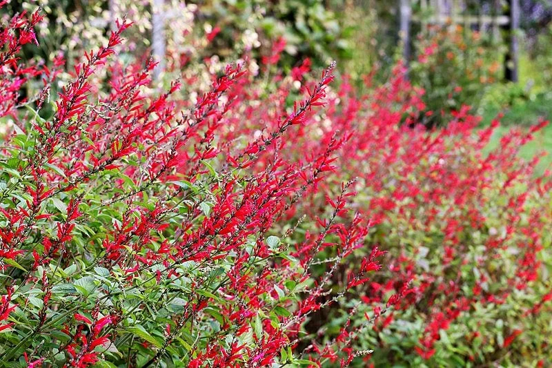 Pineapple Sage Live Plant - Salvia Elegans - 6 Inch Tall - Perennial - Image 1