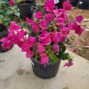 Pink Bougainvillea Juanita Hatten Live Plant – 2 Pack – 4-6 inch Starter Plants – Outdoor Vine - Image 3