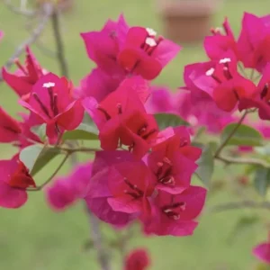 Pink Bougainvillea Juanita Hatten Live Plant – 2 Pack – 4-6 inch Starter Plants – Outdoor Vine - Image 4