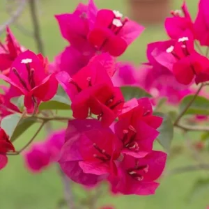 Pink Bougainvillea Juanita Hatten Live Plant – 2 Pack – 4-6 inch Starter Plants – Outdoor Vine - Image 5
