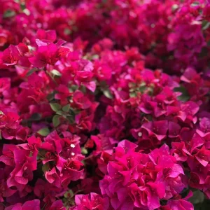 Pink Bougainvillea Juanita Hatten Live Plant – 2 Pack – 4-6 inch Starter Plants – Outdoor Vine - Image 6