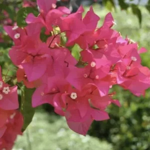 Pink Bougainvillea Juanita Hatten Live Plant – 2 Pack – 4-6 inch Starter Plants – Outdoor Vine - Image 7