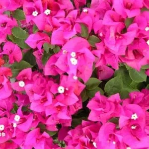 Pink Bougainvillea Live Plant - Helen Johnson Dwarf Shrub - 2 Plants - Image 2