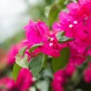 Pink Bougainvillea Live Plant - Helen Johnson Dwarf Shrub - 2 Plants - Image 1