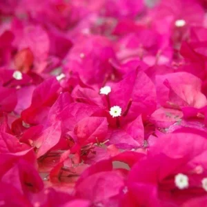Pink Bougainvillea Live Plant - Helen Johnson Dwarf Shrub - 2 Plants - Image 3
