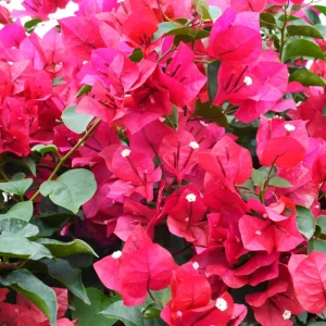 Pink Bougainvillea Live Plant - Helen Johnson Dwarf Shrub - 2 Plants - Image 4