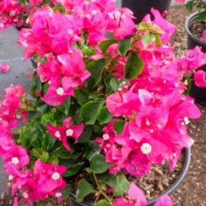 Pink Bougainvillea Live Plant - Helen Johnson Dwarf Shrub - 2 Plants - Image 5