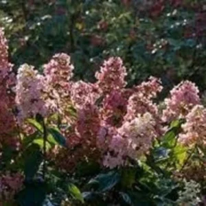Pink Diamond Hydrangea Paniculata Live Plant - Starter 6-8 Inch Shrub - Image 1