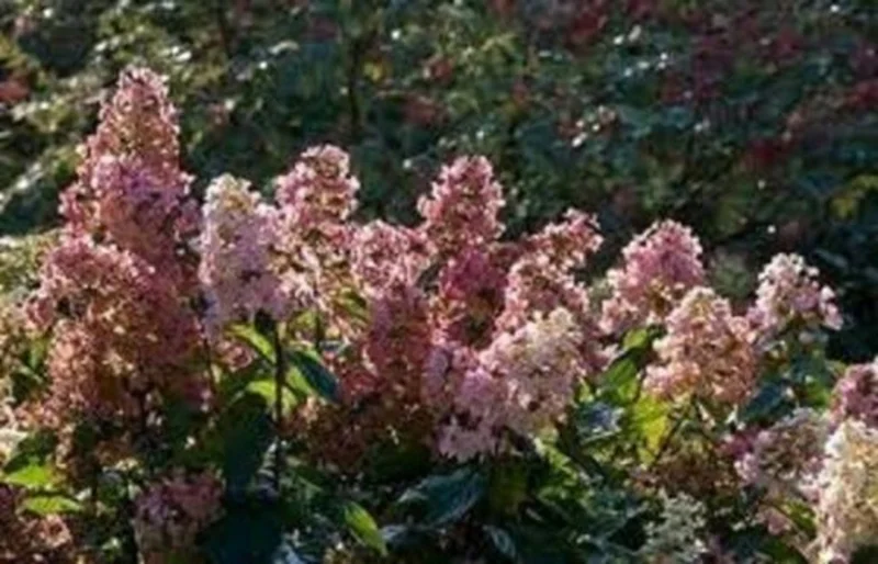 Pink Diamond Hydrangea Paniculata Live Plant - Starter 6-8 Inch Shrub - Image 1