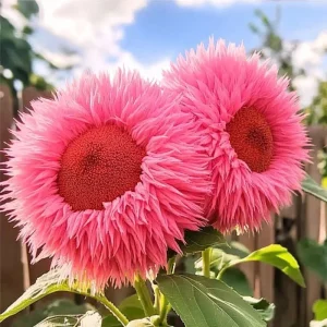 Pink Giant Teddy Bear Sunflower Seeds - 50 Pcs Fluffy Double Blooms Annual Outdoor - Image 2