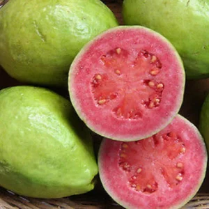 Pink Guava Live Plant – 12-14in Half Gallon Pot – Tropical Fruit Tree - Image 1