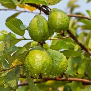Pink Guava Live Plant – 14-18 inch Tall – 1 Gallon Pot – Tropical Fruit Tree - Image 2