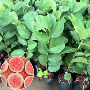 Pink Guava Live Plant – 6-8 inch Tall – 4 inch Pot – Tropical Fruit Tree - Image 2