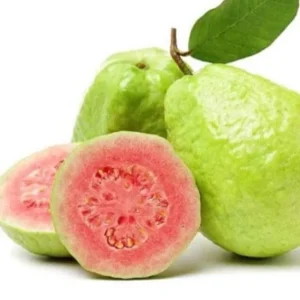 Pink Guava Live Plant – 6-8 inch Tall – 4 inch Pot – Tropical Fruit Tree - Image 1