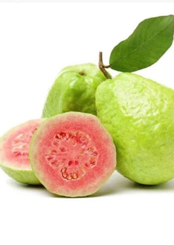 Pink Guava Live Plant – 6-8 inch Tall – 4 inch Pot – Tropical Fruit Tree - Image 1