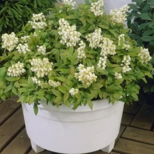 Pink Lemonade Blueberry Bush Live Plant - Dwarf Fruit Tree Starter - USDA Zones 4-8 - Image 10