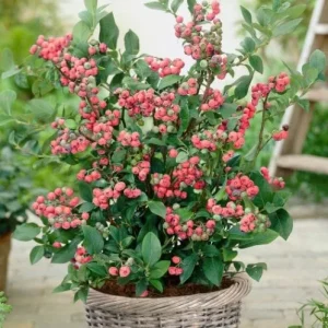 Pink Lemonade Blueberry Bush Live Plant - Dwarf Fruit Tree Starter - USDA Zones 4-8 - Image 2
