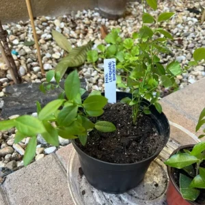 Pink Lemonade Blueberry Bush Live Plant - Dwarf Fruit Tree Starter - USDA Zones 4-8 - Image 3