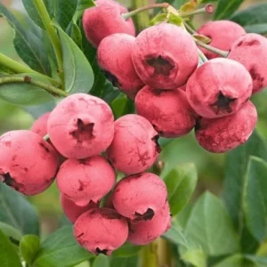 Pink Lemonade Blueberry Bush Live Plant - Dwarf Fruit Tree Starter - USDA Zones 4-8 - Image 6