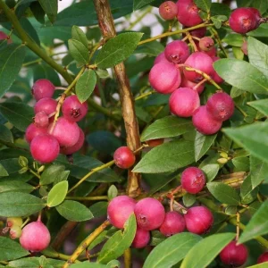 Pink Lemonade Blueberry Bush Live Plant - Dwarf Fruit Tree Starter - USDA Zones 4-8 - Image 7