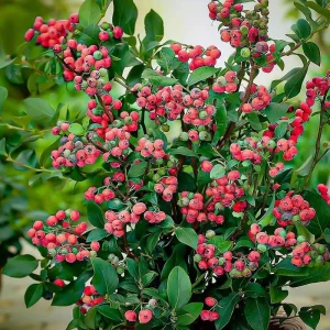 Pink Lemonade Blueberry Bush Live Plant - Dwarf Fruit Tree Starter - USDA Zones 4-8 - Image 8