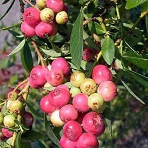 Pink Lemonade Blueberry Bush Live Plant - Dwarf Fruit Tree Starter - USDA Zones 4-8 - Image 9