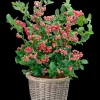 Pink Lemonade Blueberry Bush Live Plant - Dwarf Fruit Tree Starter - USDA Zones 4-8 - Image 1