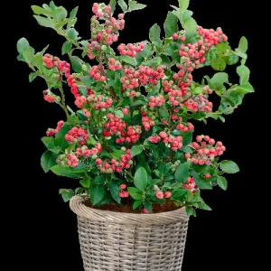 Pink Lemonade Blueberry Bush Live Plant - Dwarf Fruit Tree Starter - USDA Zones 4-8 - Image 1