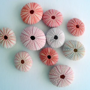 Pink Sea Urchin Shell - Air Plant Holder, Seashell Decor, 1-3 inch - Image 2