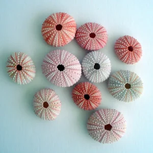 Pink Sea Urchin Shell - Air Plant Holder, Seashell Decor, 1-3 inch - Image 3