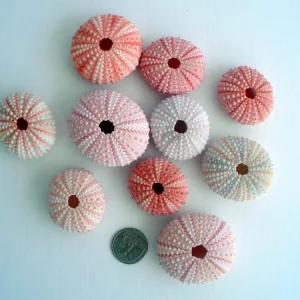 Pink Sea Urchin Shell - Air Plant Holder, Seashell Decor, 1-3 inch - Image 4