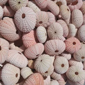 Pink Sea Urchin Shell - Air Plant Holder, Seashell Decor, 1-3 inch - Image 5