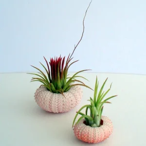 Pink Sea Urchin Shell - Air Plant Holder, Seashell Decor, 1-3 inch - Image 6