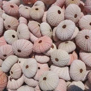 Pink Sea Urchin Shell - Air Plant Holder, Seashell Decor, 1-3 inch - Image 1
