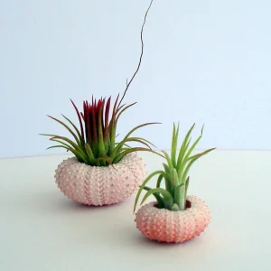 Pink Sea Urchin Shell - Air Plant Holder, Seashell Decor, 1-3 inch - Image 7