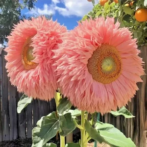 Pink Teddy Bear Sunflower Seeds - 50 Count Packet - Rare Fluffy Blooms, Outdoor - Image 2