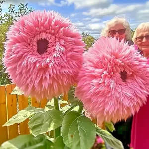Pink Teddy Bear Sunflower Seeds - 50 Count Packet - Rare Fluffy Blooms, Outdoor - Image 1