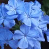 Plumbago Imperial Blue Live Plants - 2 Pack, 4-6 Inches Tall, Long-Blooming Sky-Blue Flowers, Outdoor Shrub - Image 1