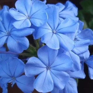 Plumbago Imperial Blue Live Plants - 2 Pack, 4-6 Inches Tall, Long-Blooming Sky-Blue Flowers, Outdoor Shrub - Image 1