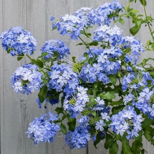 Plumbago Imperial Blue Live Plants – Pack of 3 Starter Plants, 4-6 Inches Tall, Long-Blooming Sky-Blue Flowers - Image 2
