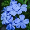 Plumbago Imperial Blue Live Plants – Pack of 3 Starter Plants, 4-6 Inches Tall, Long-Blooming Sky-Blue Flowers - Image 1