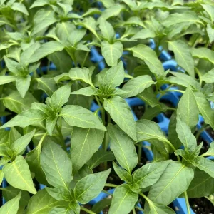 Poblano Ancho Mild Pepper Live Plants - Set of 3, 75 Days Old, Vegetable - Image 1